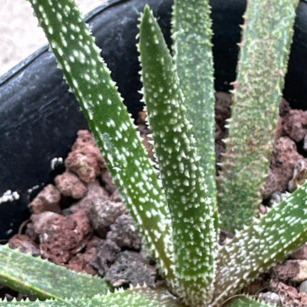 Aloe delicatifolia | Aloe nuevo