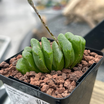 Haworthia truncata cv. lime green