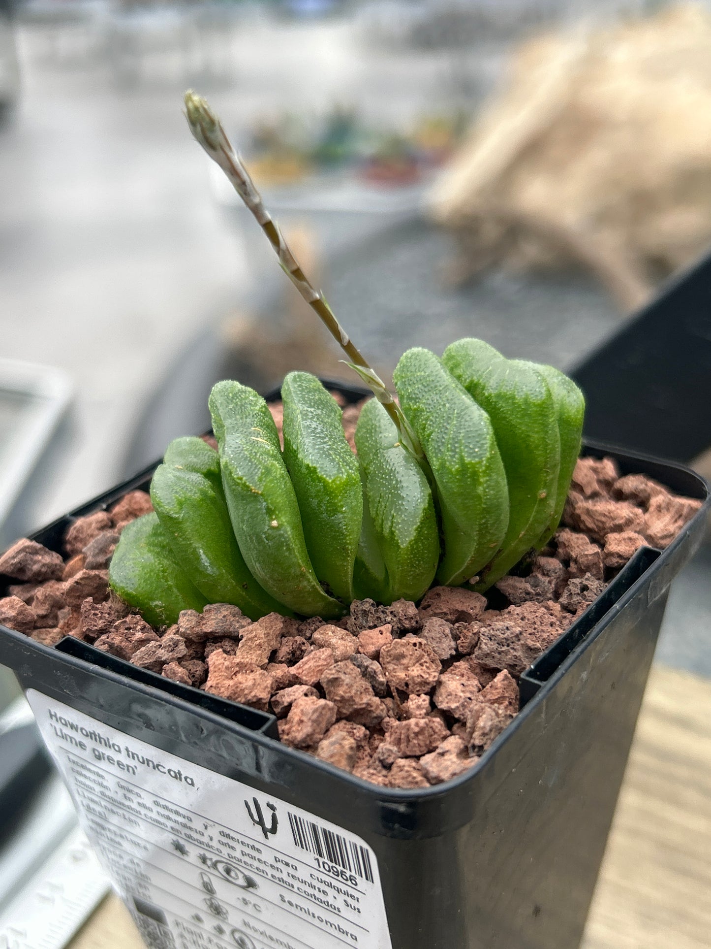 Haworthia truncata 'Lime Green'