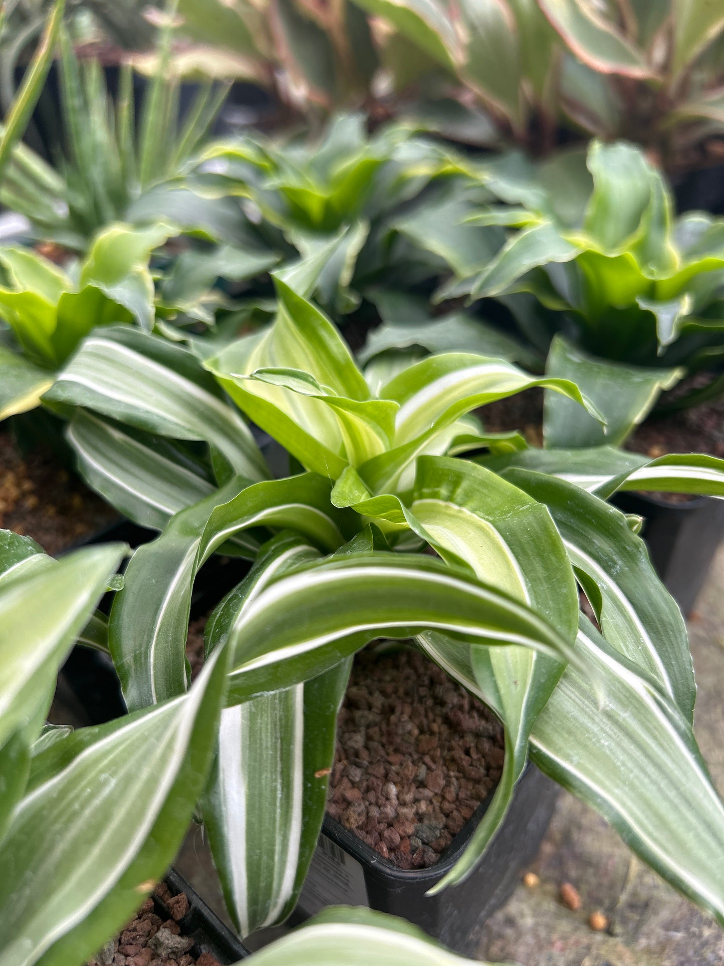 Dracaena fragans variegata