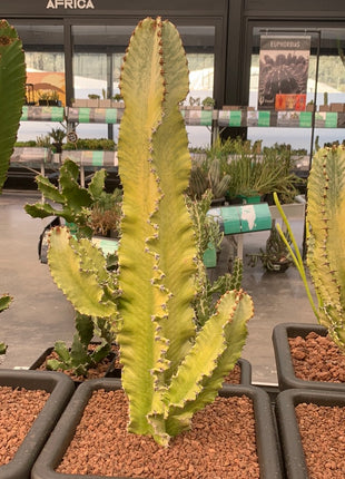 Euphorbia ingens variegata