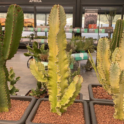 Euphorbia ingens variegata