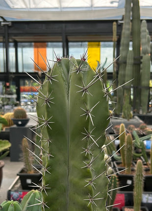 Stenocereus pruinosus