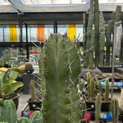 Stenocereus pruinosus