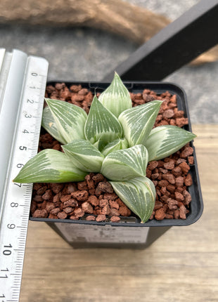 Haworthia 'Milky Way'