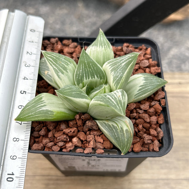 Haworthia 'Milky Way'