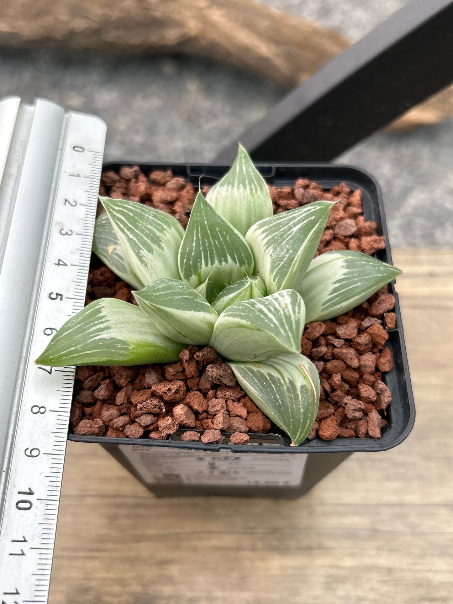 Haworthia 'Milky Way'