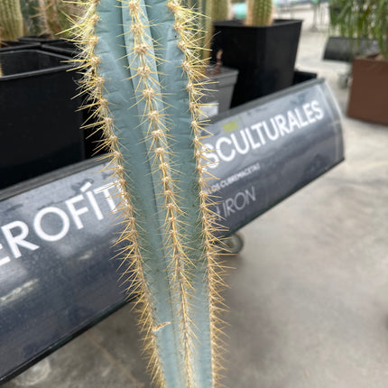 Pilosocereus azureus