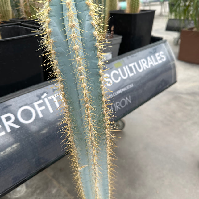 Pilosocereus azureus
