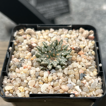 Ariocarpus kotschoubeyanus albiflorus VM220 Tula