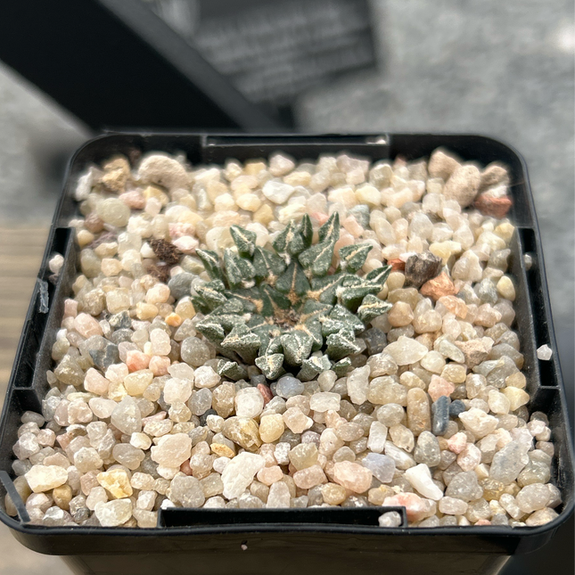 Ariocarpus kotschoubeyanus albiflorus VM220 Tula