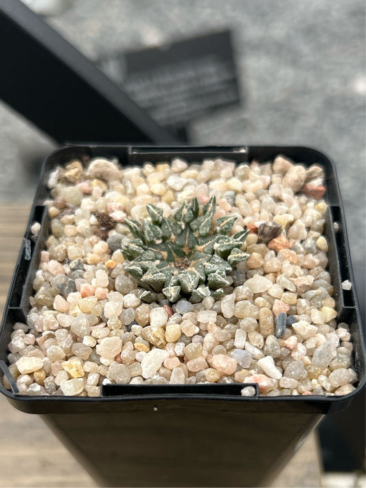 Ariocarpus kotschoubeyanus albiflorus VM220 Tula