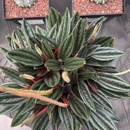 Peperomia ‘Rosso’