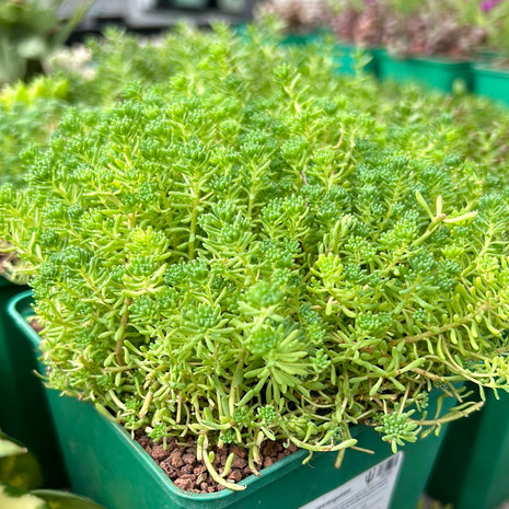 Sedum sexangulare