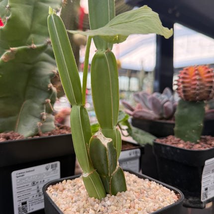 Cissus quadrangularis