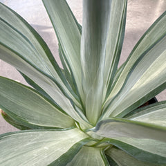 Collection image for: Variegated