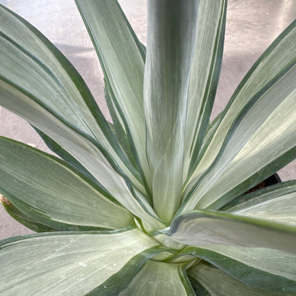 Agave desmettiana f. variegata | Maguey de pita variegado