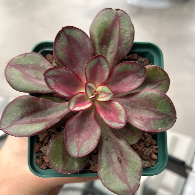 Echeveria nodulosa 'Beni-tsukasa'