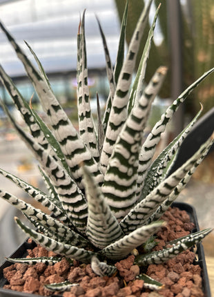 Haworthiopsis attenuata ‘Big Band’