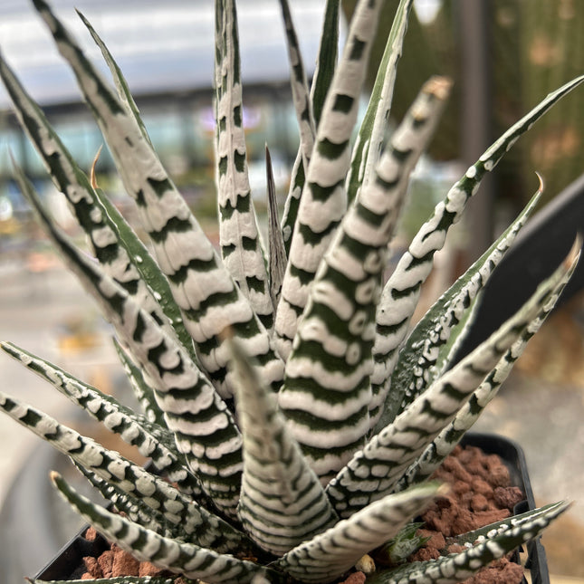 Haworthiopsis attenuata 'Big Band'