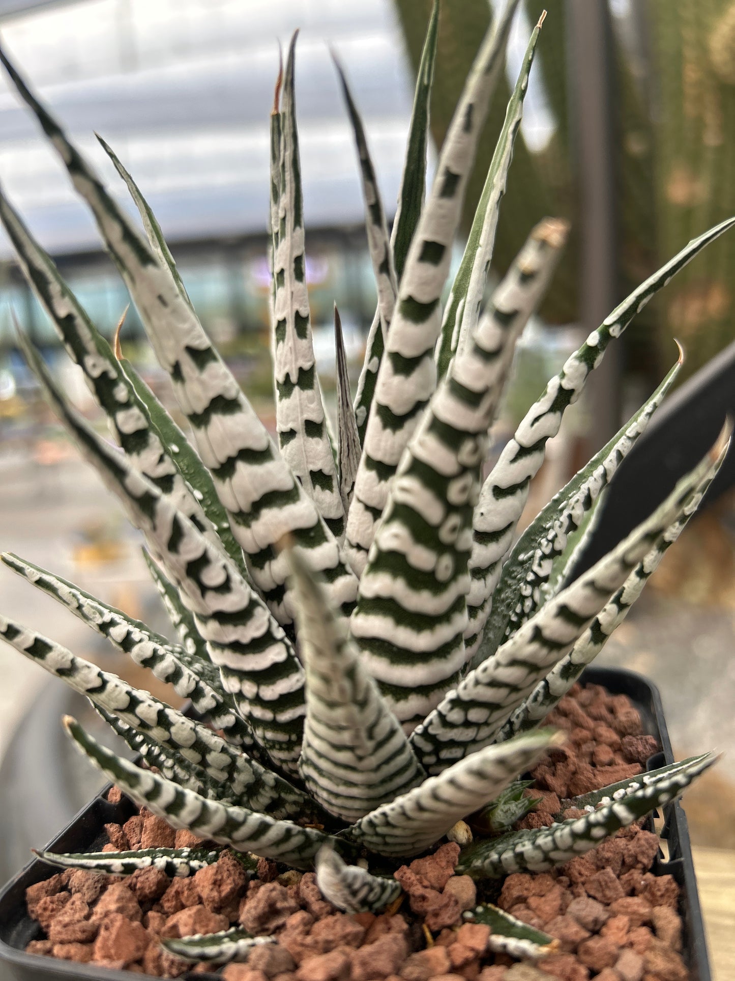 Haworthiopsis attenuata ‘Big Band’