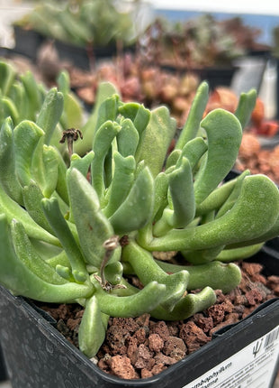 Rhombophyllum dolabriforme