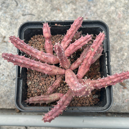 Huernia hystrix parvula