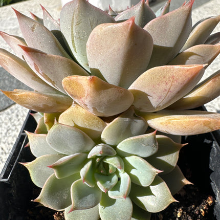 Echeveria ‘Impi’