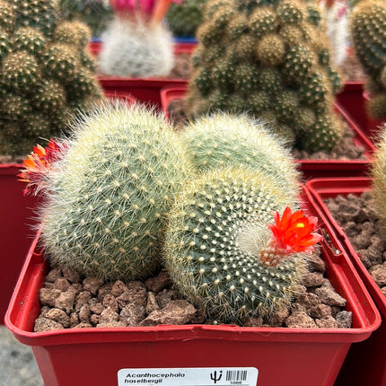 Acanthocephala haselbergii