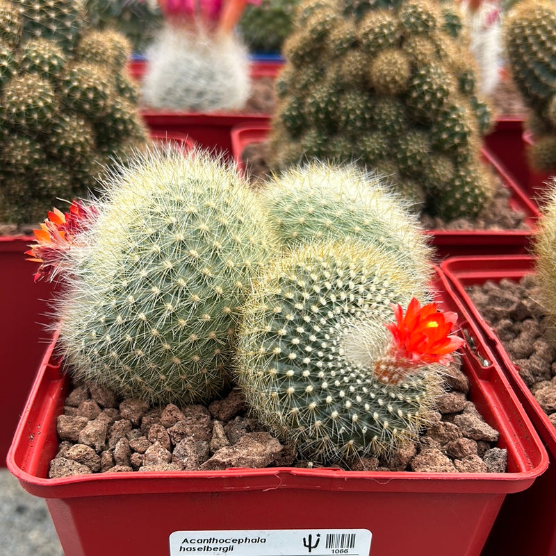 Acanthocephala haselbergii