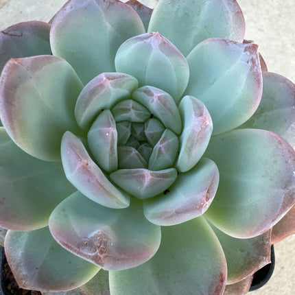 xGraptosedum 'Ghosty' | El fantasma empolvado