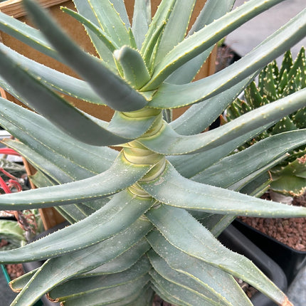 Aloidendron dichotomum