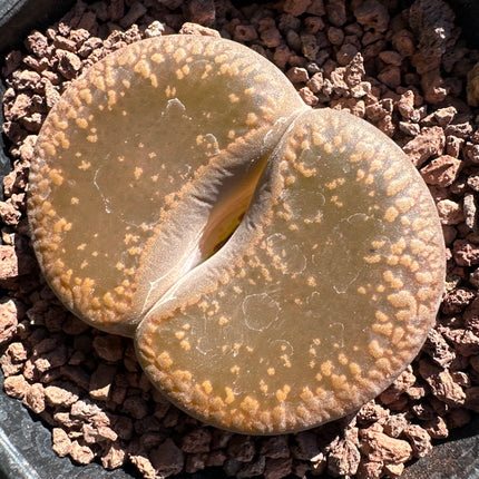Lithops aucampiae subsp. aucampie var. Aucampie ‘Storms’ C392
