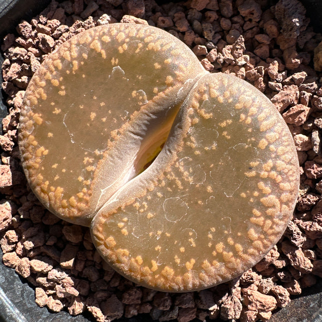 Lithops aucampiae subsp. aucampie var. Aucampie ‘Storms’ C392