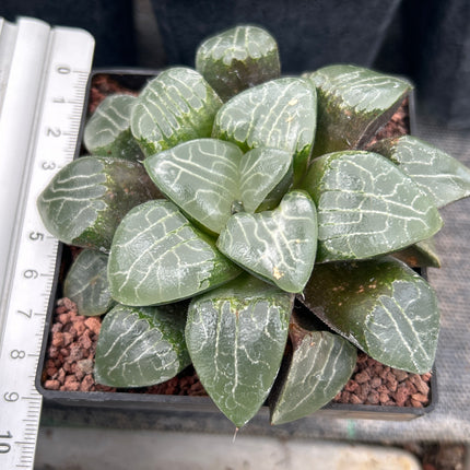 Haworthia 'Tukinage'