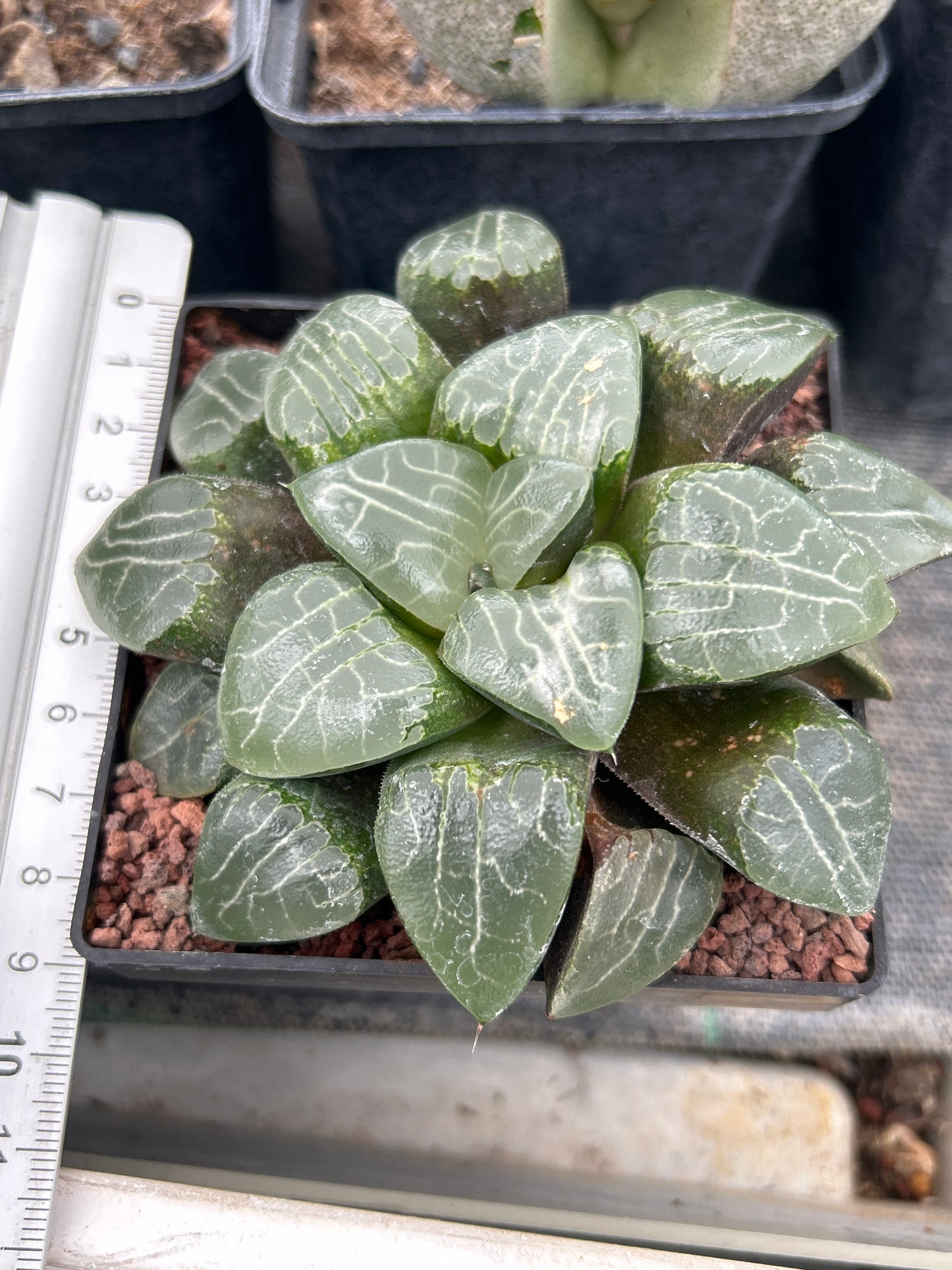 Haworthia 'Tukinage'