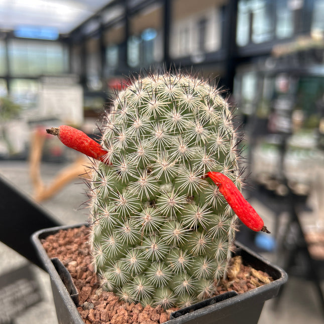 Mammillaria fraileana