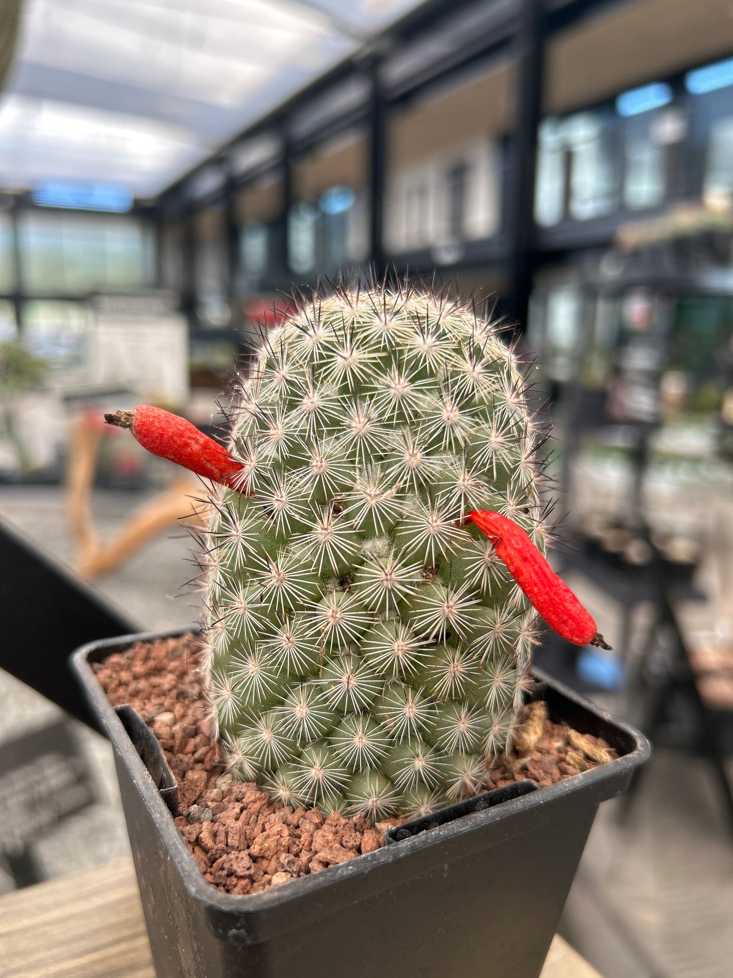 Mammillaria fraileana