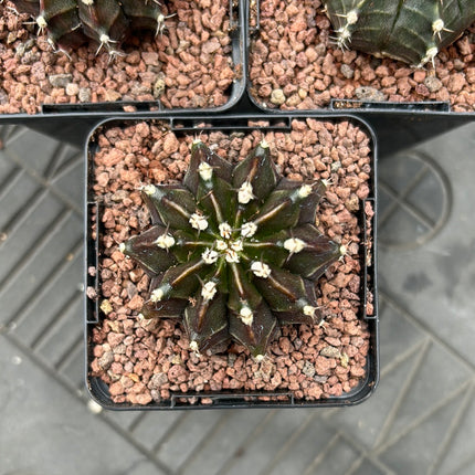 Gymnocalycium x Friedrichii LB2178 “Agua Dulce”