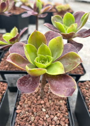 Aeonium-Velours
