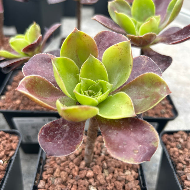 Aeonium velour