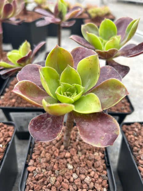 Aeonium-Velours
