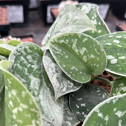 Scindapsus 'Pictus silvery Ann'