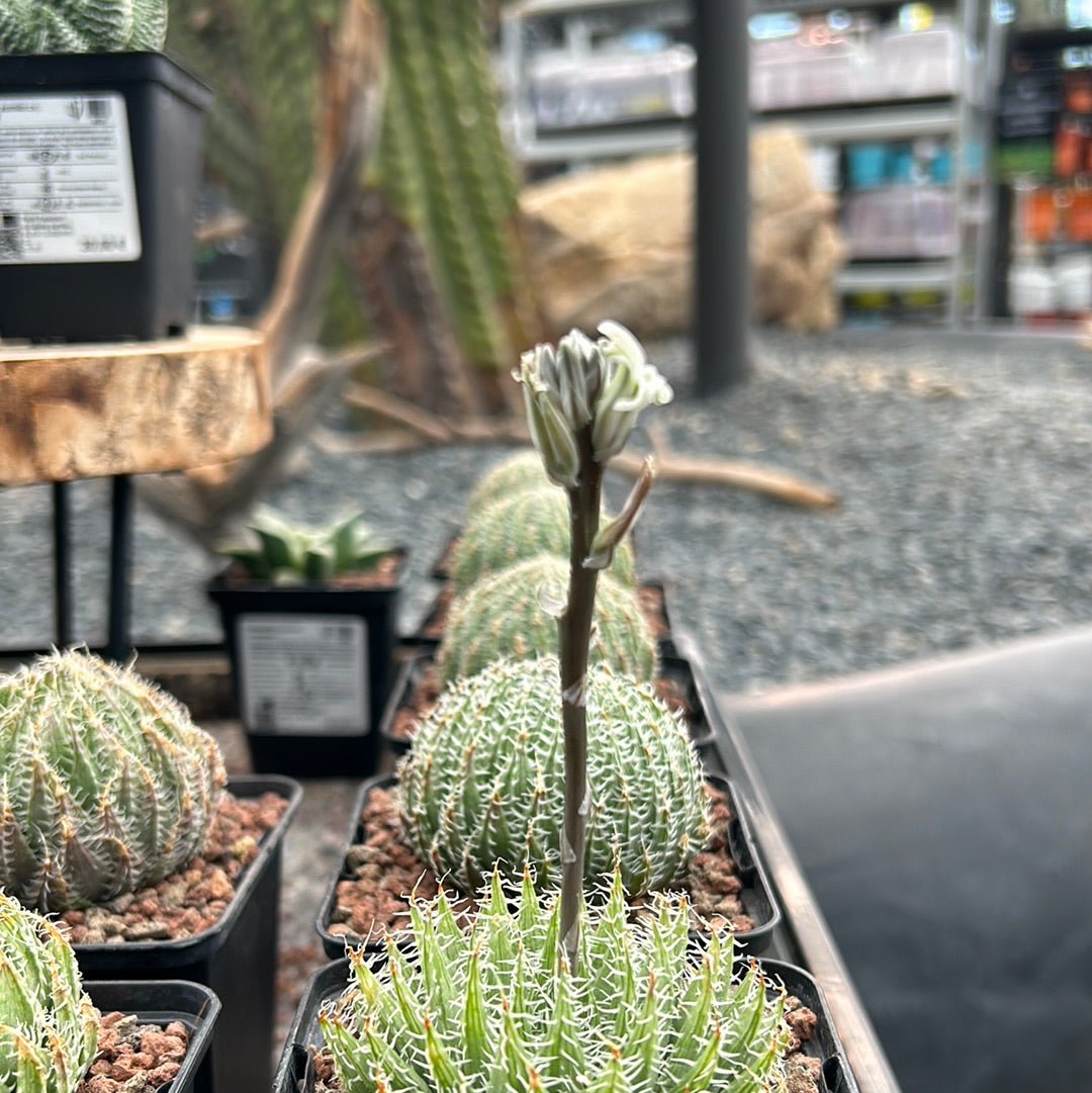 Haworthia batteniae