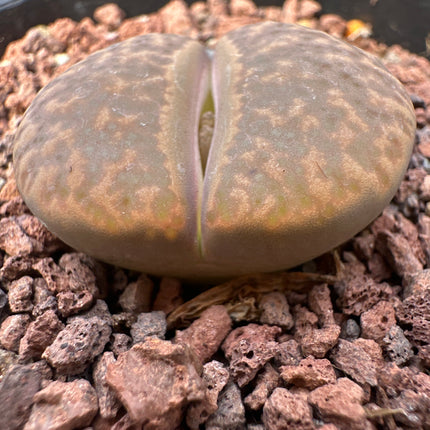 Lithops hookeri var. hookeri C053