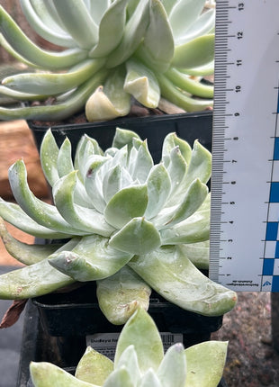 Dudleya pachyphytum "chalk immortelle"
