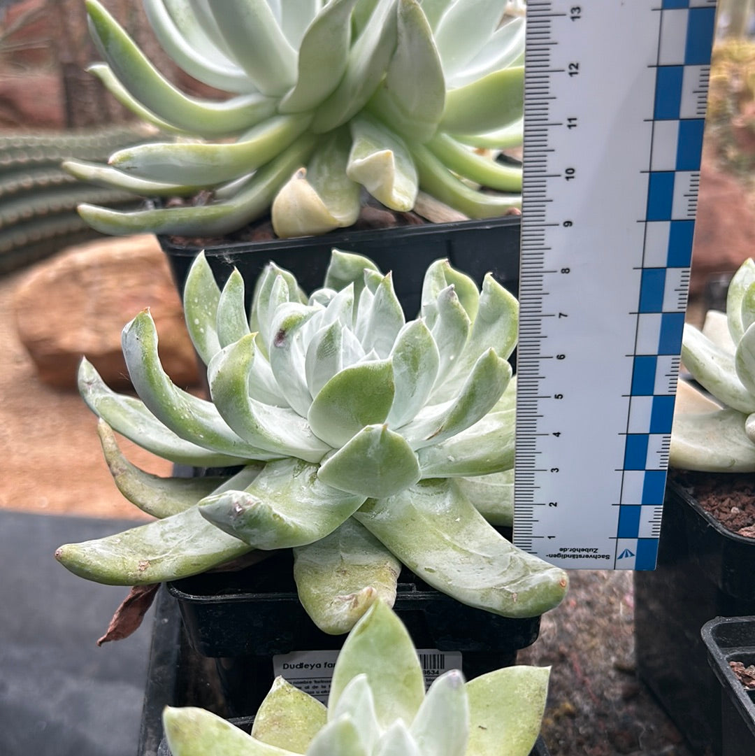 Dudleya pachyphytum