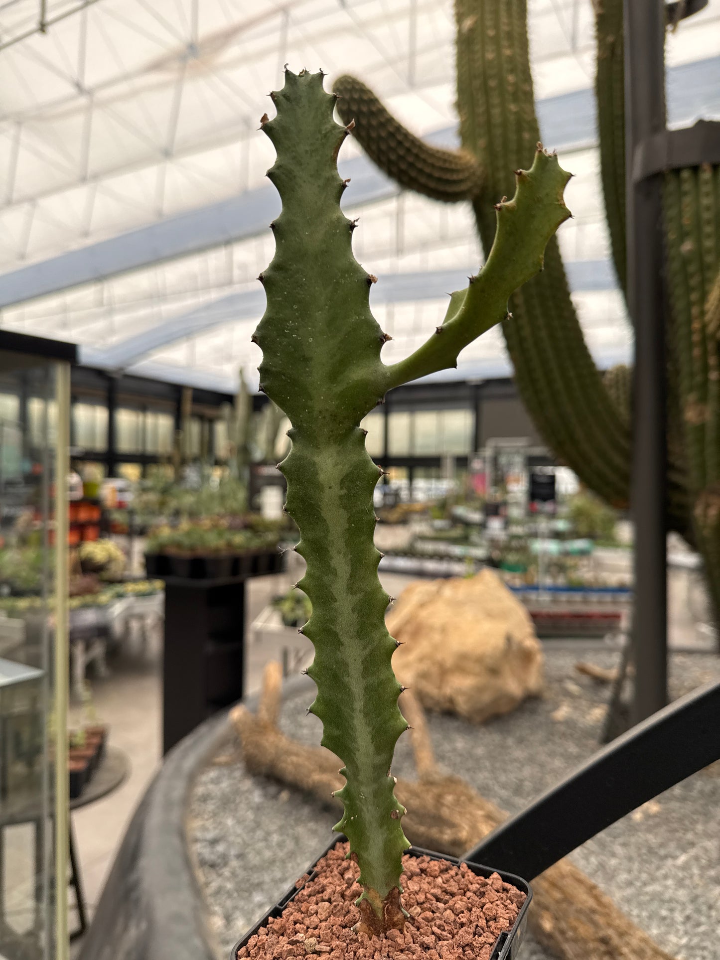 Euphorbia lactea