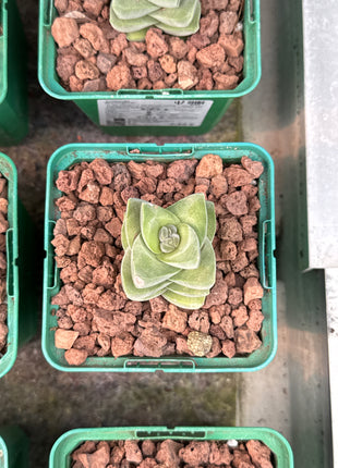 Crassula 'Moonglow'