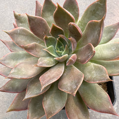 Collection image for: ECHEVERIE & CO.